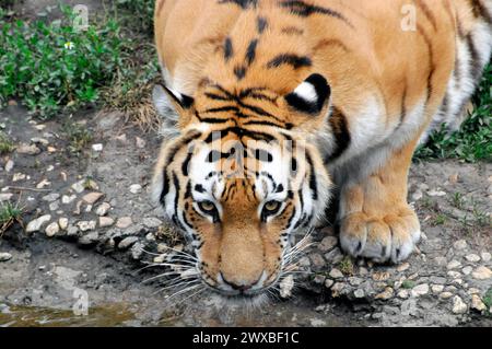 Tigre de Sumatra (Panthera tigris sumatrae), captif, un tigre adulte regarde directement dans la caméra, Leipzig, Allemagne Banque D'Images