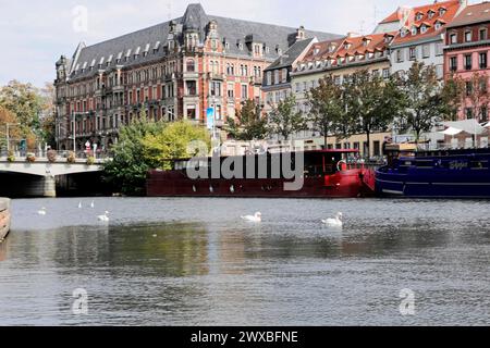 Balade en bateau sur L'ILL, Strasbourg, Alsace, Une scène de ville avec rivière, cygnes nageant près et bâtiments traditionnels, Strasbourg, Alsace, France Banque D'Images