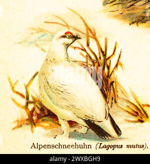 Roche ptarmigan (Lagopus mutus) blanc, monde des oiseaux, illustration historique 1890 Banque D'Images