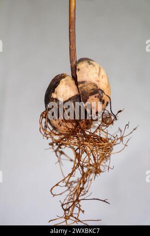 Noyau d'avocat (Persea americana) avec racines sur fond blanc Banque D'Images