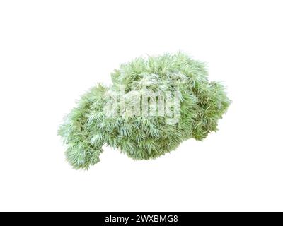 Leucobryum glaucum ou amas de mousse en coussinet isolé sur blanc. Banque D'Images