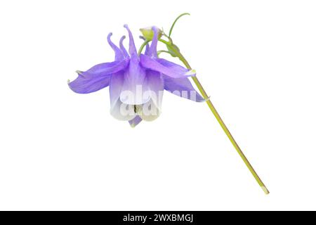 Aquilegia Purple fleur gros plan isolé sur blanc. Aquilegia vulgaris ou Granny bonnet ou plante européenne columbine Banque D'Images