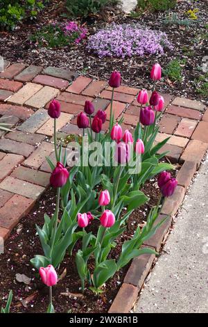 Tulipes et conception de jardin de briques Banque D'Images