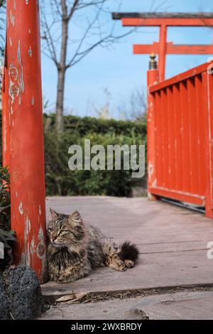 Affiche verticale avec un chat sur un pont sur le fond d'une porte torii, un jardin japonais dans un parc de la ville Banque D'Images