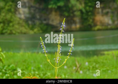 scène un champ planté de légumes et certains ont également planté du riz. très large, aussi loin que l'œil peut voir des plantes. Situé à Wonosobo, Indonésie. pas de peop Banque D'Images