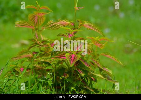 scène un champ planté de légumes et certains ont également planté du riz. très large, aussi loin que l'œil peut voir des plantes. Situé à Wonosobo, Indonésie. pas de peop Banque D'Images