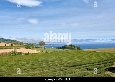 Vue sur les rangées de plantations de thé et la construction de l'usine de thé Gorreana cha Gorreana. La plus ancienne et unique plantation de thé en Europe Sao Miguel Banque D'Images