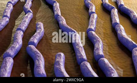 L'anthrax est une maladie bactérienne mortelle causée par la bactérie Bacillus anthracis, rendu 3D. Banque D'Images