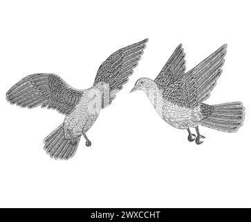 Couple de colombe volant dans le ciel, Vintage gravure dessin style illustrationa Illustration de Vecteur