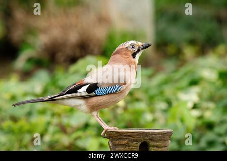 vue de profil d'un jay sur un vase dans un cimetière Banque D'Images