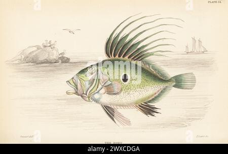 John Dory, St Pierre, le poisson de Peter, ou le Dory, Zeus faber. Gravure sur acier colorée à la main par William Lizars d'après une illustration de James Stewart de Sir William Jardine's Library, Ichthyology, British Fishes, W.H. Lizars, Édimbourg, 1843. Banque D'Images