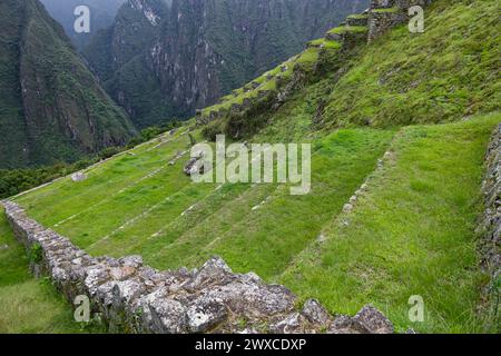 Machu Picchu, Pérou. 6 janvier 2024. Le Sanctuaire historique de Machu Picchu a été classé au patrimoine mondial par l'UNESCO en 1983. Terrasses sur le côté est Banque D'Images