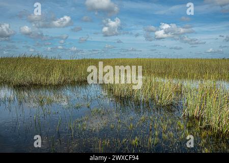 Everglades, Floride, États-Unis - 29 juillet 2023 : marécage pur couvert de roseau sous un paysage nuageux bleu, reflété dans l'eau sombre Banque D'Images