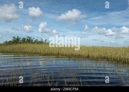 Everglades, Floride, États-Unis - 29 juillet 2023 : paravent de roseaux vert le long de la frontière de la rivière avec des vagues sous le ciel nuageux bleu Banque D'Images