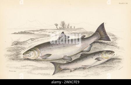 Saumon de l'Atlantique, Salmo salar, adulte (torr) 1 et juvénile (gilse). Gravure sur acier colorée à la main par William Lizars d'après une illustration de James Stewart de Sir William Jardine's Library, Ichthyology, British Fishes, W.H. Lizars, Édimbourg, 1843. Banque D'Images