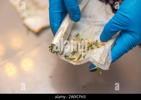 Gros plan des mains féminines dans des gants en caoutchouc tenant des graines de tomate germées pour la plantation dans le sol. Banque D'Images