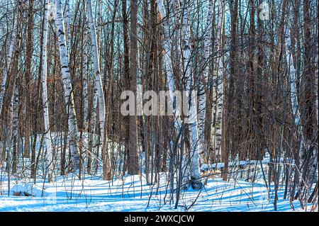 Le sol forestier est recouvert de neige fraîchement tombée tandis que les troncs d'arbres sont hauts. Banque D'Images