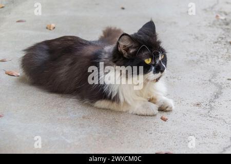 Volez le chat Banque D'Images