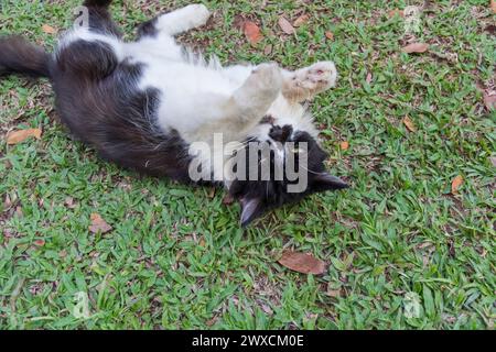 Volez le chat Banque D'Images