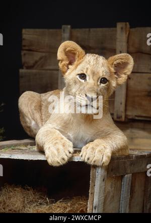 Lion Cub sur caisse en bois regardant la caméra Banque D'Images