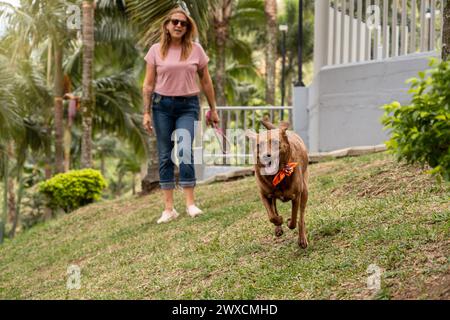Le chien exubérant et joyeux court vers la caméra dans le parc, portant un bandana coloré autour de son cou, tandis que son propriétaire l'encourage depuis le BA Banque D'Images