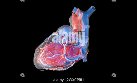 Illustration de l'apport sanguin cardiaque humain et des structures internes. L'oreillette gauche, le ventricule gauche et les artères coronaires sont affichés en rouge, tandis que l'oreillette droite, le ventricule droit et les veines cardiaques sont affichés en bleu. Banque D'Images