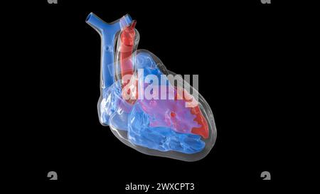 Illustration du volume interne du coeur humain. L'oreillette et le ventricule gauches sont affichés en rouge et l'oreillette et le ventricule droit sont affichés en bleu. Banque D'Images