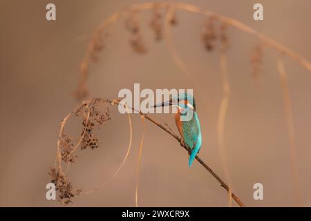 kingfisher commun (Alcedo atthis), également connu sous le nom de kingfisher eurasien ou kingfisher fluvial. Cet oiseau coloré se trouve dans toute l'Eurasie et l'Afrique du Nord. Il mange des poissons, des insectes aquatiques et des crustacés. Photographié en Israël en septembre. Banque D'Images