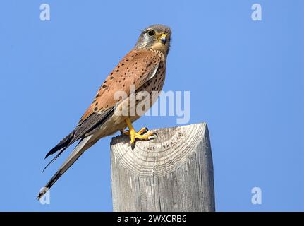 Oiseau de proie de la crételle commune (Falco tinnunculus). Elle est également connue sous le nom de crételle européenne, crételle eurasienne ou crételle du Vieux monde. Au Royaume-Uni, où il n'y a pas d'autres espèces de crédelles couramment présentes, elle est généralement simplement appelée crédelle. Banque D'Images