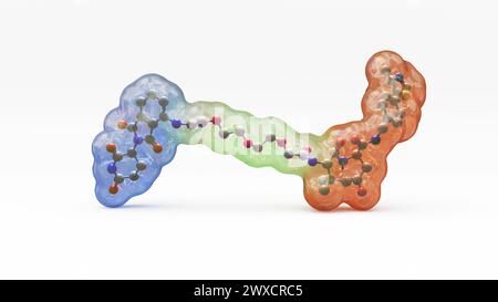 Illustration de la structure d'une molécule de dégradation de protéine ciblée, telle qu'une chimère de ciblage de protéolyse (PROTAC). Les dégradants de protéines ciblés sont de petites molécules constituées de deux ligands (bleu et orange) reliés par un linker (vert). Un ligand recrute une protéine d'intérêt, tandis que l'autre recrute une molécule de protéine ligase, ce qui conduit à l'ubiquitylation et à la dégradation subséquente de la protéine d'intérêt. Banque D'Images