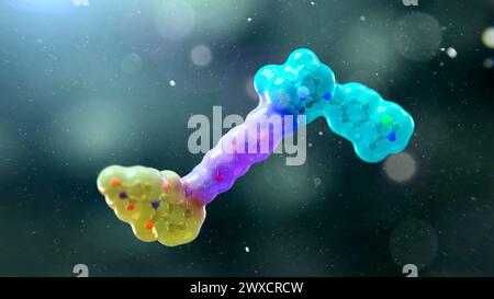Illustration de la structure d'une molécule de dégradation de protéine ciblée, telle qu'une chimère de ciblage de protéolyse (PROTAC). Les dégradants de protéines ciblés sont de petites molécules constituées de deux ligands (jaune et cyan) joints par un lieur (violet). Un ligand recrute une protéine d'intérêt, tandis que l'autre recrute une molécule de protéine ligase, ce qui conduit à l'ubiquitylation et à la dégradation subséquente de la protéine d'intérêt. Banque D'Images