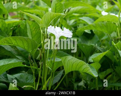 Floraison de fleurs blanches du Kangkong à feuilles vertes ou épinards d'eau poussant dans un potager Banque D'Images