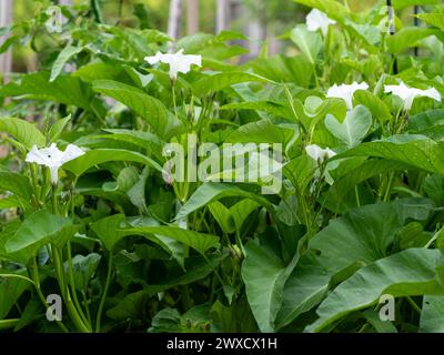 Fleurs blanches de la feuille verte Kangkong ou épinards d'eau poussant dans un jardin potager Banque D'Images