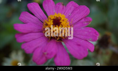 Une fleur de zinnia violette en fleur photographiée en mode gros plan Banque D'Images