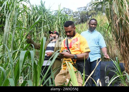 (240330) -- FUZHOU, 30 mars 2024 (Xinhua) -- des étudiants du Rwanda et de Papouasie-Nouvelle-Guinée vérifient la croissance de Juncao à l'Université d'agriculture et de foresterie du Fujian à Fuzhou, dans la province du Fujian, au sud-est de la Chine, le 28 mars 2024. Juncao, qui en chinois signifie littéralement «champignon» et «herbe», peut être utilisé, comme son nom l'indique, pour cultiver des champignons comestibles et médicinaux, comme aliment pour le bétail ou comme barrière verte pour contrôler l'érosion des sols et arrêter la désertification. Après avoir pris racine dans plus de 100 pays et régions à travers le monde, Juncao a été salué par les habitants comme l'herbe chinoise ou l'« herbe de h » Banque D'Images