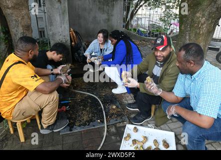 (240330) -- FUZHOU, 30 mars 2024 (Xinhua) -- des étudiants du Rwanda et de Papouasie-Nouvelle-Guinée discutent avec des camarades de classe chinois spécialisés dans la technologie Juncao à l'Université d'agriculture et de foresterie du Fujian à Fuzhou, dans la province du Fujian, au sud-est de la Chine, le 28 mars 2024. Juncao, qui en chinois signifie littéralement «champignon» et «herbe», peut être utilisé, comme son nom l'indique, pour cultiver des champignons comestibles et médicinaux, comme aliment pour le bétail ou comme barrière verte pour contrôler l'érosion des sols et arrêter la désertification. Ayant pris racine dans plus de 100 pays et régions à travers le monde, Juncao a été salué par le loca Banque D'Images