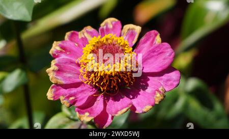 Zinnia pourpre qui est presque sèche le matin sur un fond flou de feuilles vertes Banque D'Images