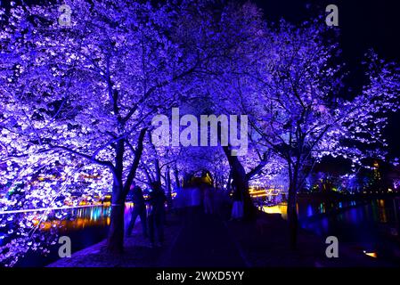 Cerisiers en fleurs dans le parc Yuaantouzhu la nuit, Wuxi, Jiangsu Provibce Chine Banque D'Images