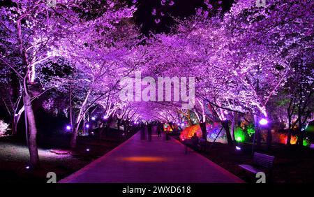 Cerisiers en fleurs dans le parc Yuaantouzhu la nuit, Wuxi, Jiangsu Provibce Chine Banque D'Images