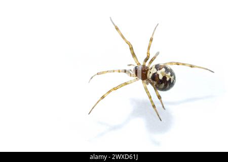 Steatoda grossa, fausse veuve noire, araignée en toile d'araignée triangulée, Steatoda triangulosa, studio tourné sur fond blanc, isolé, espace de copie Banque D'Images