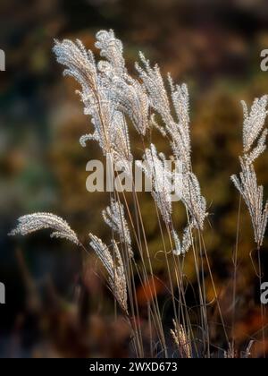 Gros plan des têtes de graines de l'herbe argentée japonaise Miscanthus sinensis 'Ferner Osten' en automne sur fond sombre Banque D'Images