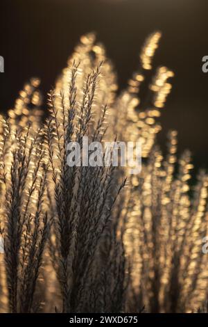 Têtes de graines de l'herbe argentée japonaise Miscanthus sinensis 'Ferner Osten' sous le soleil d'automne Banque D'Images