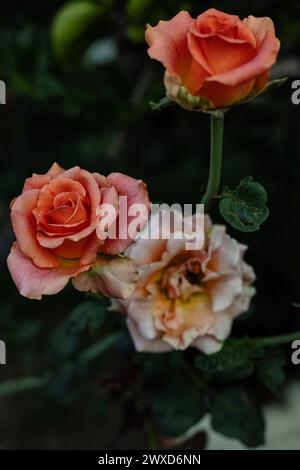 Grandes roses orange vif décolorées en automne dans le jardin ou dans le parc. Roses de couleur saumon dans le jardin. Banque D'Images