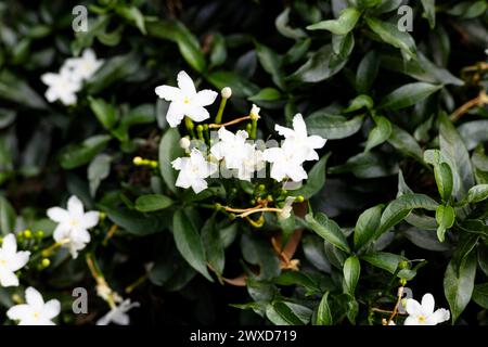 Les plantes avec des fleurs blanches et des feuilles vertes poussent abondamment. Gros plan de belles fleurs blanches et de feuilles vertes. Banque D'Images