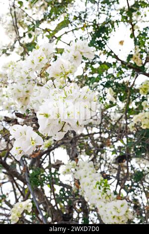 Bougainvilliers est un genre de vignes ornementales épineuses, arbustes. Une fleur de bougainvilliers blancs en fleurs. Banque D'Images