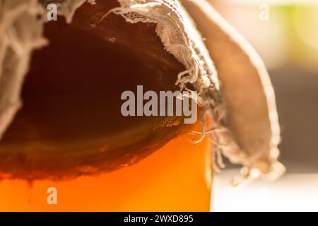 Champignon Kombucha pour une boisson fermentée biologique naturelle maison. Gros plan Banque D'Images