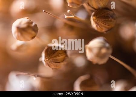 Gros plan photo de fleur de lin au milieu de capsules de lin mûres, fond naturel, macro photographie Banque D'Images