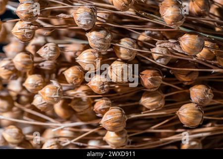 Gros plan photo de fleur de lin au milieu de capsules de lin mûres, fond naturel, macro photographie Banque D'Images