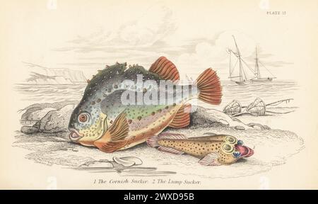 Le meunier de Cornouailles, Lepadogaster purpurea 1, et le meunier ou lompe, Cyclopterus lumpus 2. Gravure sur acier colorée à la main par William Lizars d'après une illustration de James Stewart de Sir William Jardine's Library, Ichthyology, British Fishes, W.H. Lizars, Édimbourg, 1843. Banque D'Images
