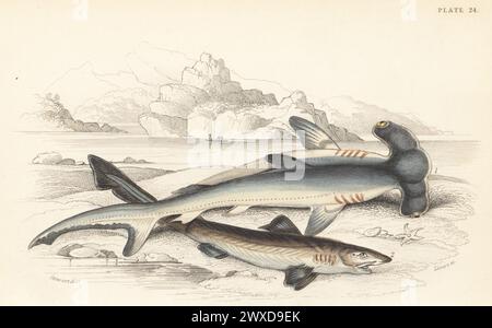 Tête de marteau lisse, vulnérable, Sphyrna zygaena 1, et requin écolier en danger critique d'extinction, Galeorhinus galeus 2. Gravure sur acier colorée à la main par William Lizars d'après une illustration de James Stewart de Sir William Jardine's Library, Ichthyology, British Fishes, W.H. Lizars, Édimbourg, 1843. Banque D'Images